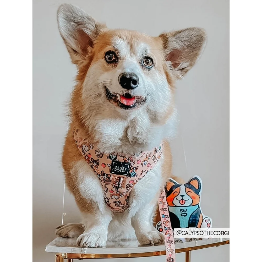 Sassy Woof Corgi Squeaky Dog Toy